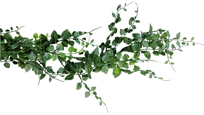 Eucalyptus Garland Png - Eucalyptus Png Clipart (800x600), Png Download