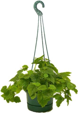 130mm Assorted Hanging Basket - Illustration Clipart (800x800), Png Download