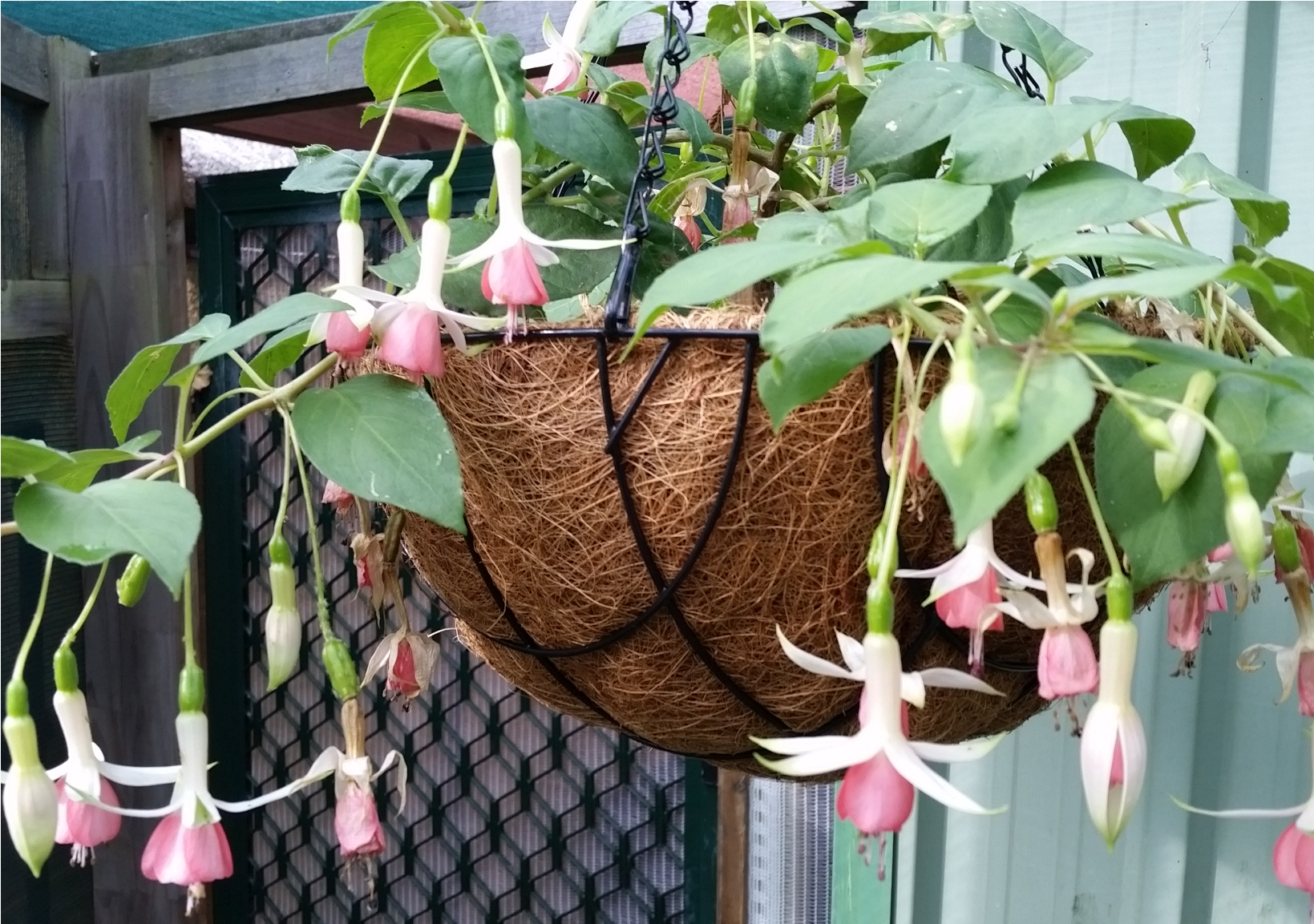 Fuschia Hanging Baskets - Epiphyllum Pumilum Clipart (1638x1638), Png Download