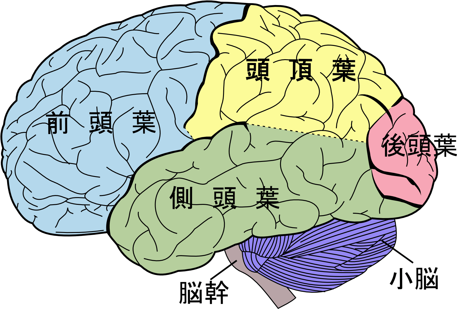 Brain Diagram Png - Lobes Of The Brain Clipart (1600x1142), Png Download