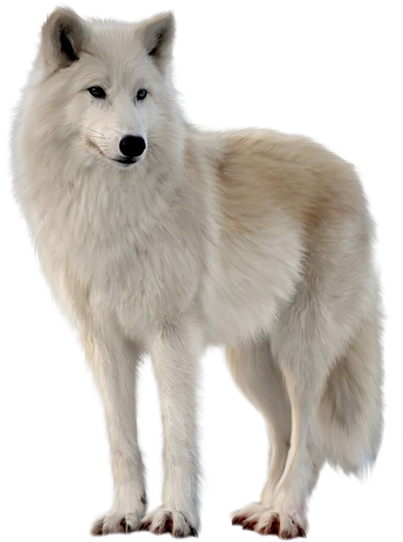 Png Imges Free Download - Wolf Transparent Clipart (567x763), Png Download