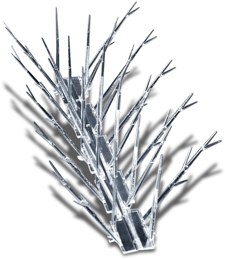 Pine Clipart (1024x1024), Png Download