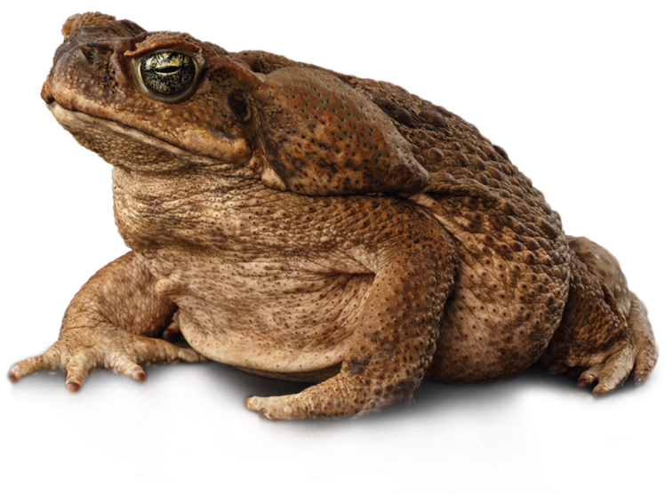 Cane Toad - Eastern Spadefoot Clipart (800x600), Png Download