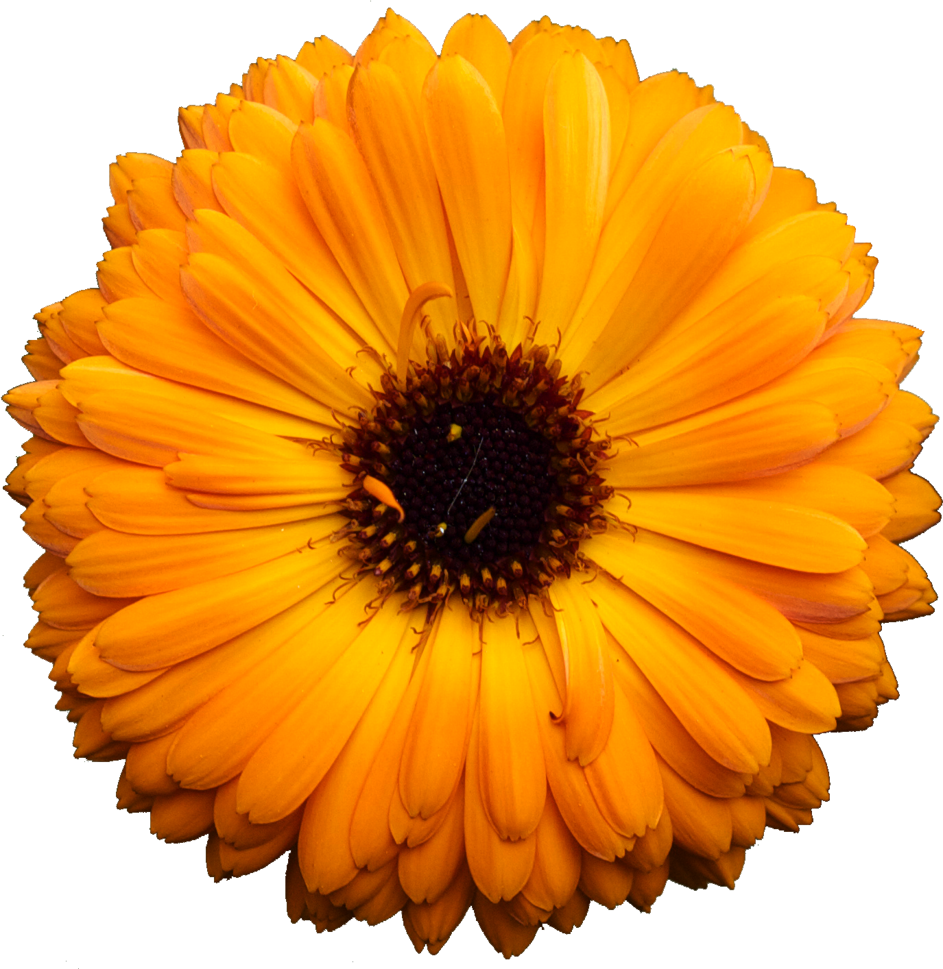 Pot Marigold Clipart (1417x1417), Png Download