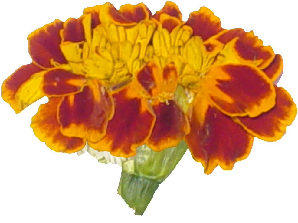 English Marigold Clipart (1024x806), Png Download