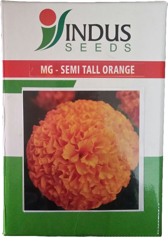 Tagetes Patula Clipart (868x1157), Png Download