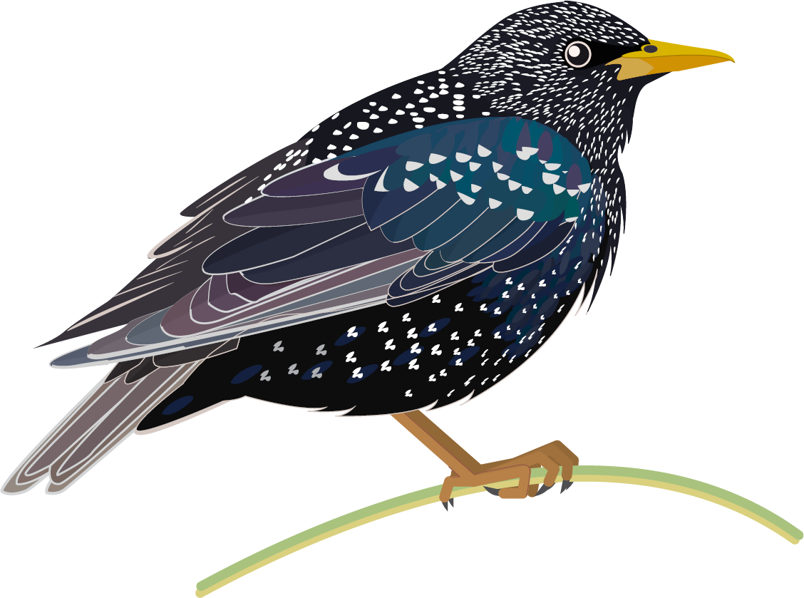Starling Png Hd - Clipart Starling Png Transparent Png (1128x839), Png Download
