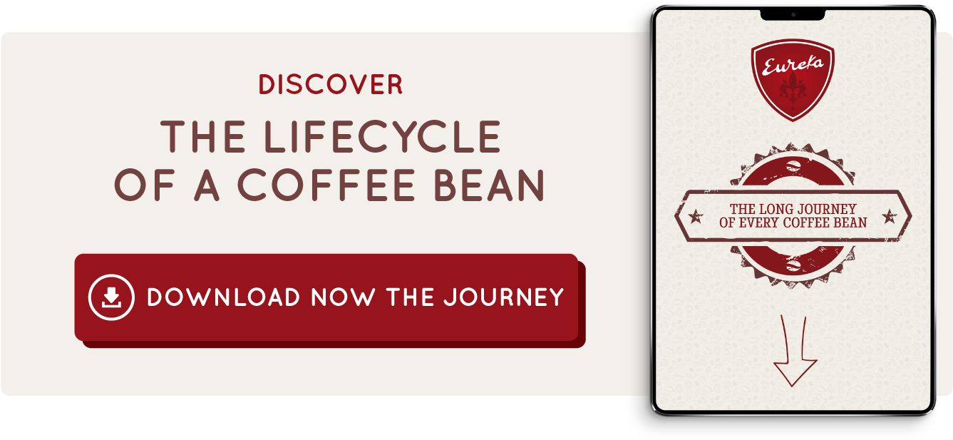 Download Lifecycle Coffee Bean - Eureka Grinder Clipart (1400x640), Png Download