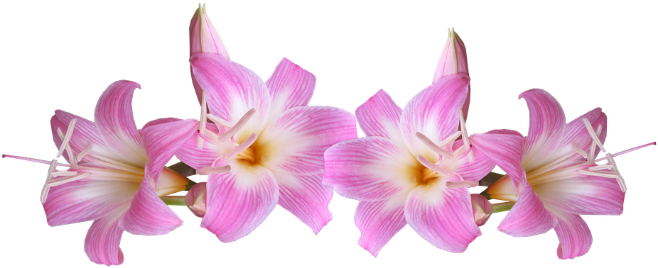 Lilies, Belladonna, Pink, Flowers - Pink Lilies Png Clipart (960x429), Png Download
