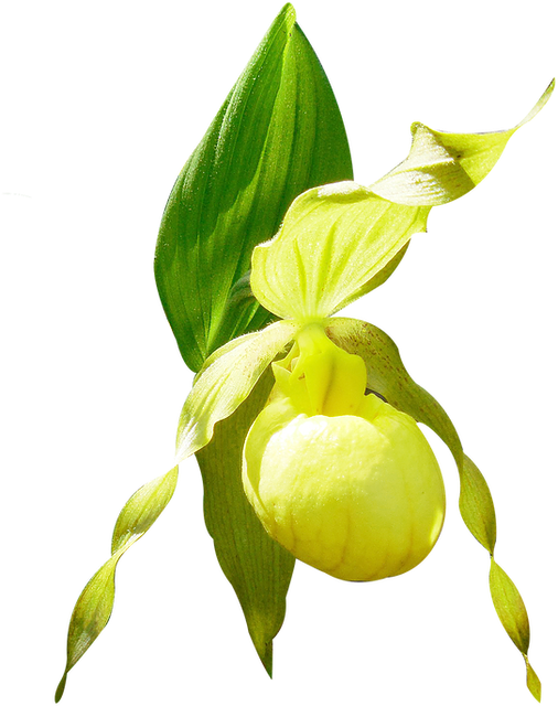 Orchid Conservation Initiative - Yellow Lady's Slipper Clipart (603x672), Png Download