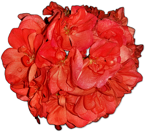 Flowers, Pelagonia, Home Flowers, Png - Hybrid Tea Rose Clipart (960x540), Png Download