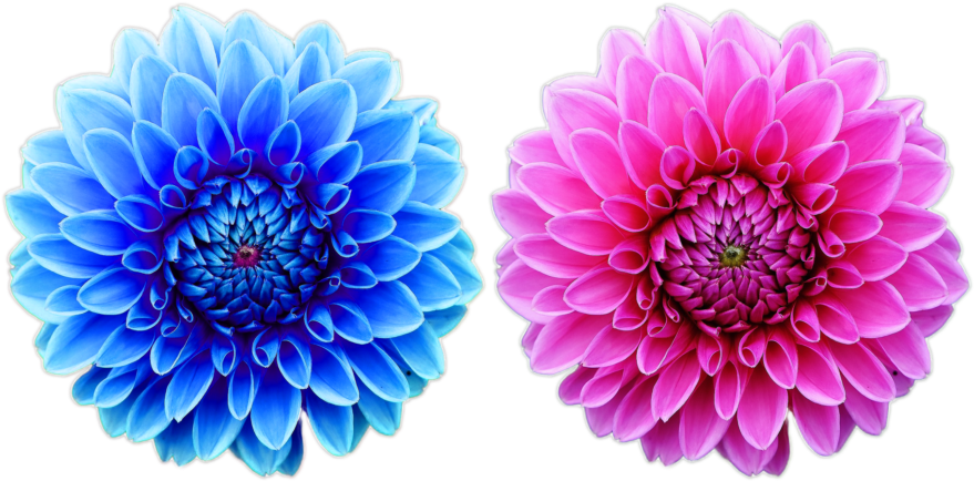 Beautiful Free Flower Png File Nature Cool Png Natural - Colorful Iphone 5 Wallpaper Flower Single Apple Ios Clipart (1024x683), Png Download