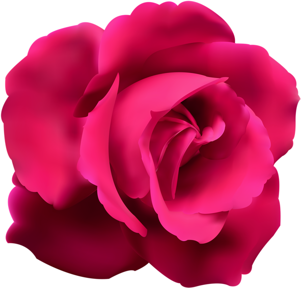 Discover Ideas About Blue Roses - Pink Rose Clip Art - Png Download (600x574), Png Download