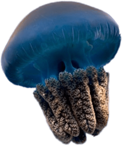 Blue Jellyfish - Jellyfish Transparent Clipart (758x507), Png Download
