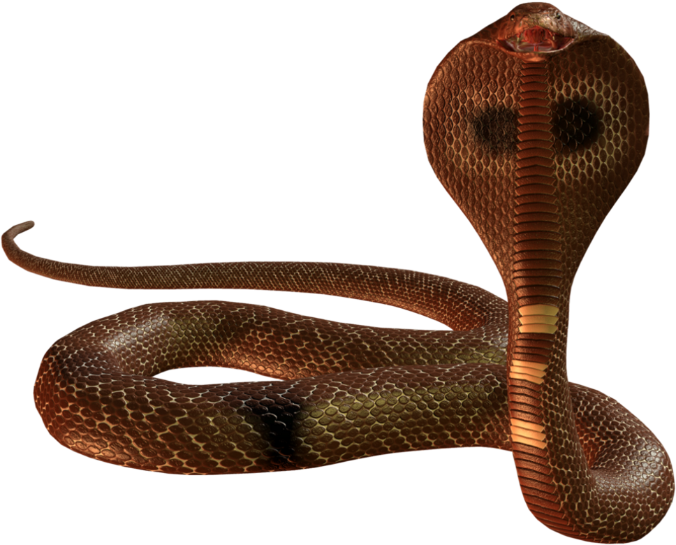 Snake Png Image - Snake Png Clipart (1015x787), Png Download