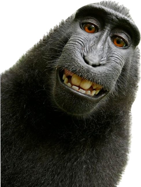 Download Keep Smiling Funny Animals, Cute Animals, Unusual Animals