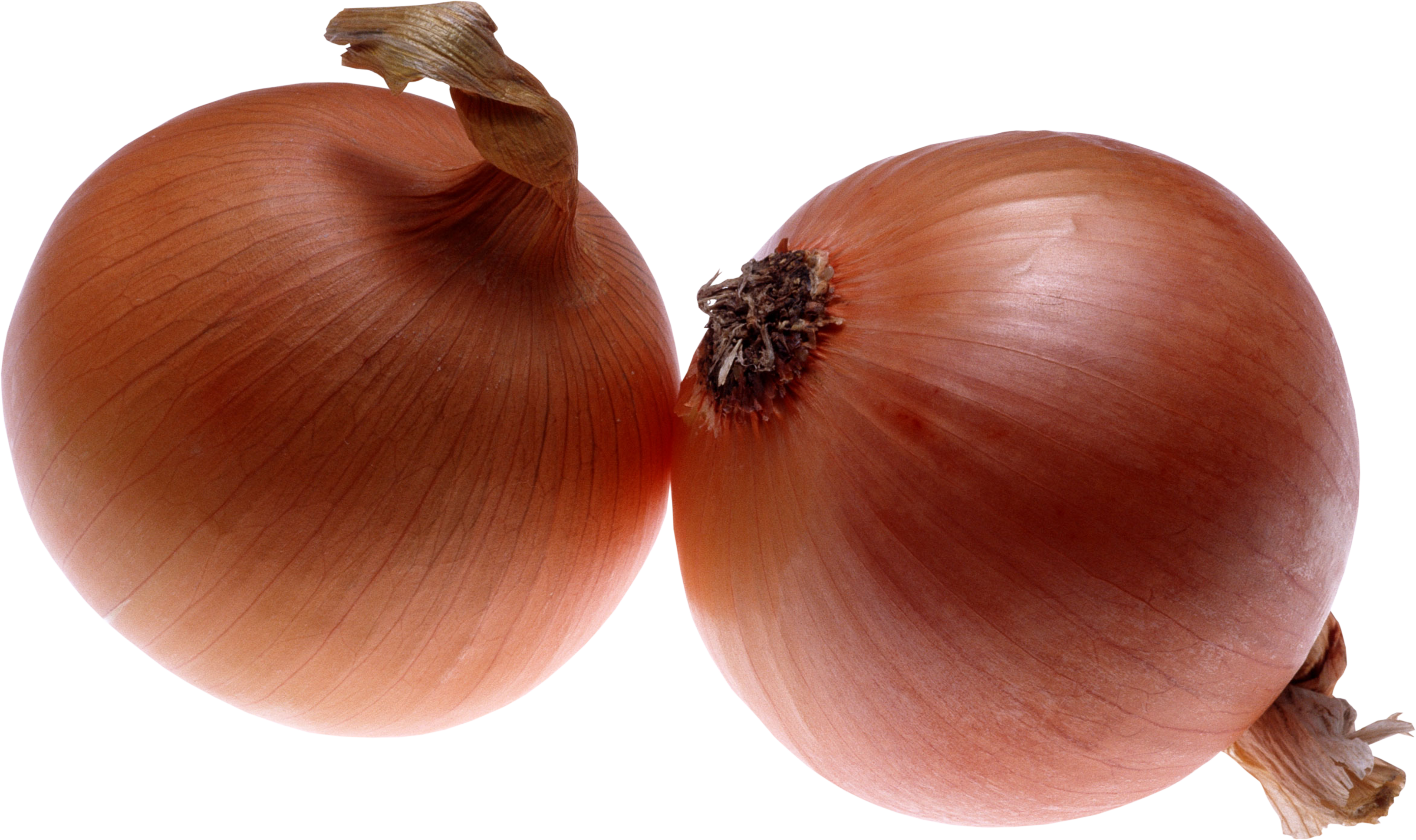 Onion Png Image - Onion Images Download Clipart (3262x1935), Png Download