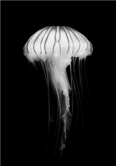 Poster - Jellyfish - Jellyfish Clipart (689x689), Png Download
