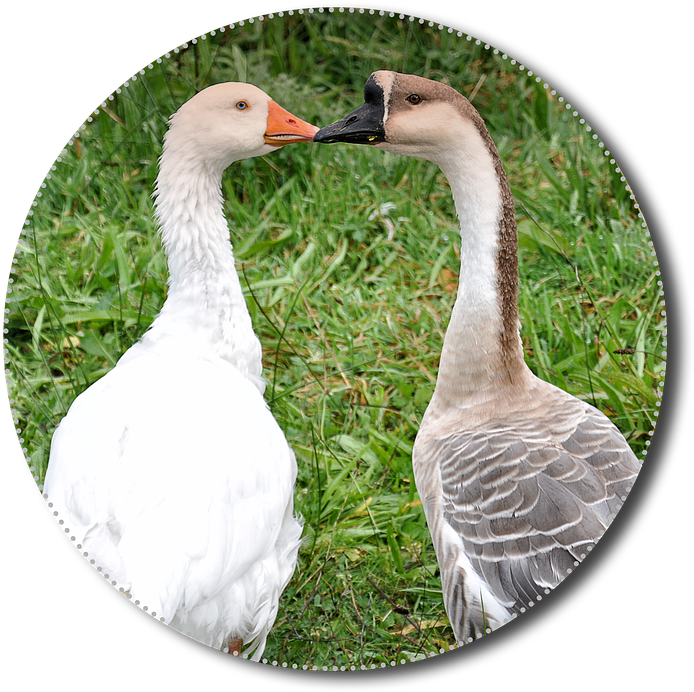 Geese, Png, Animals, Poultry, Isolated, Nature, Bird - Goose Clipart (720x720), Png Download
