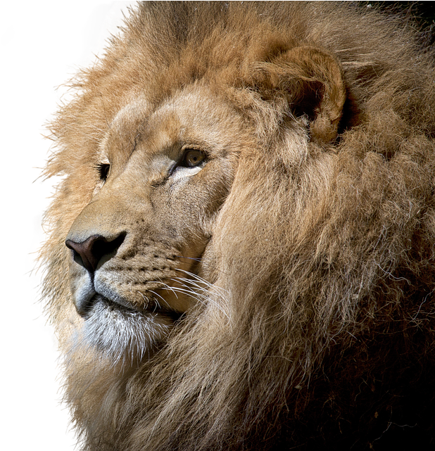 Lion, Isolated, Cut Out, Big Cat, Majestic, Lion Head - Brave Lion Clipart (960x640), Png Download