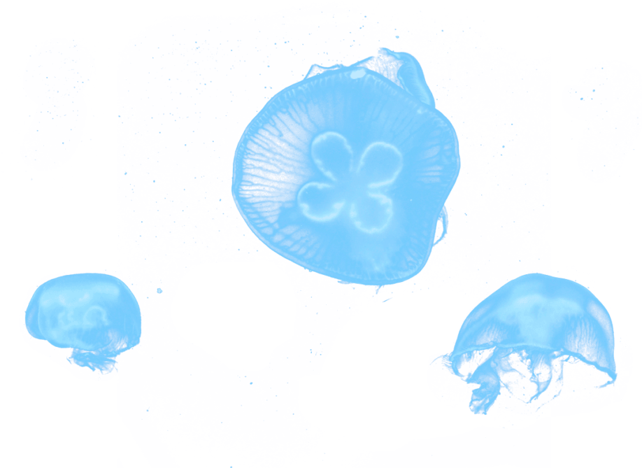 Jellyfish-1080x720 - Sketch Clipart (1080x720), Png Download