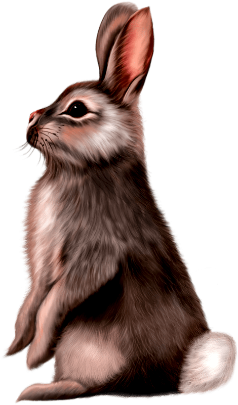 Cute Animals Png - Animal Illustration Of Small Mammals Rabbit Clipart (470x801), Png Download