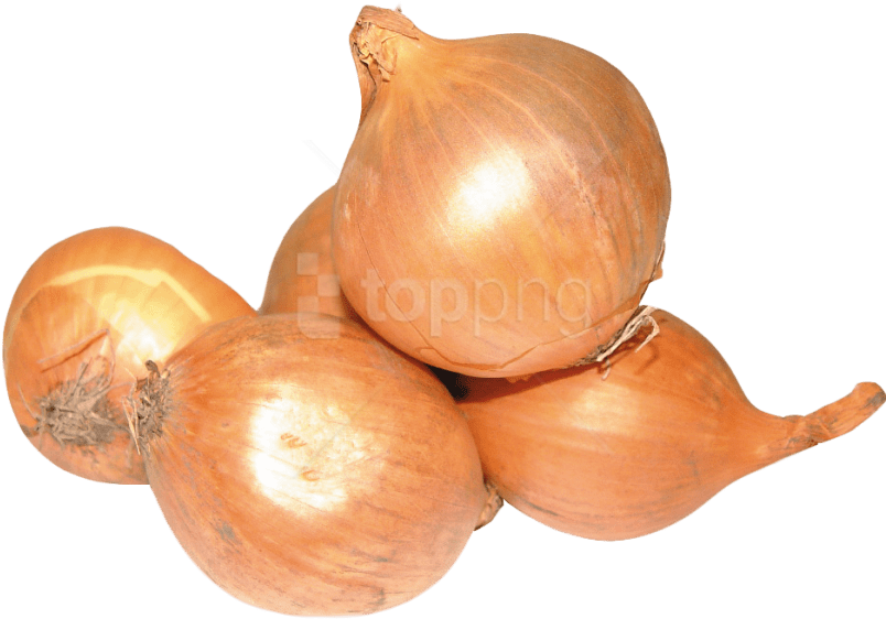 Onion Png Image2 - Onion Clipart (800x600), Png Download