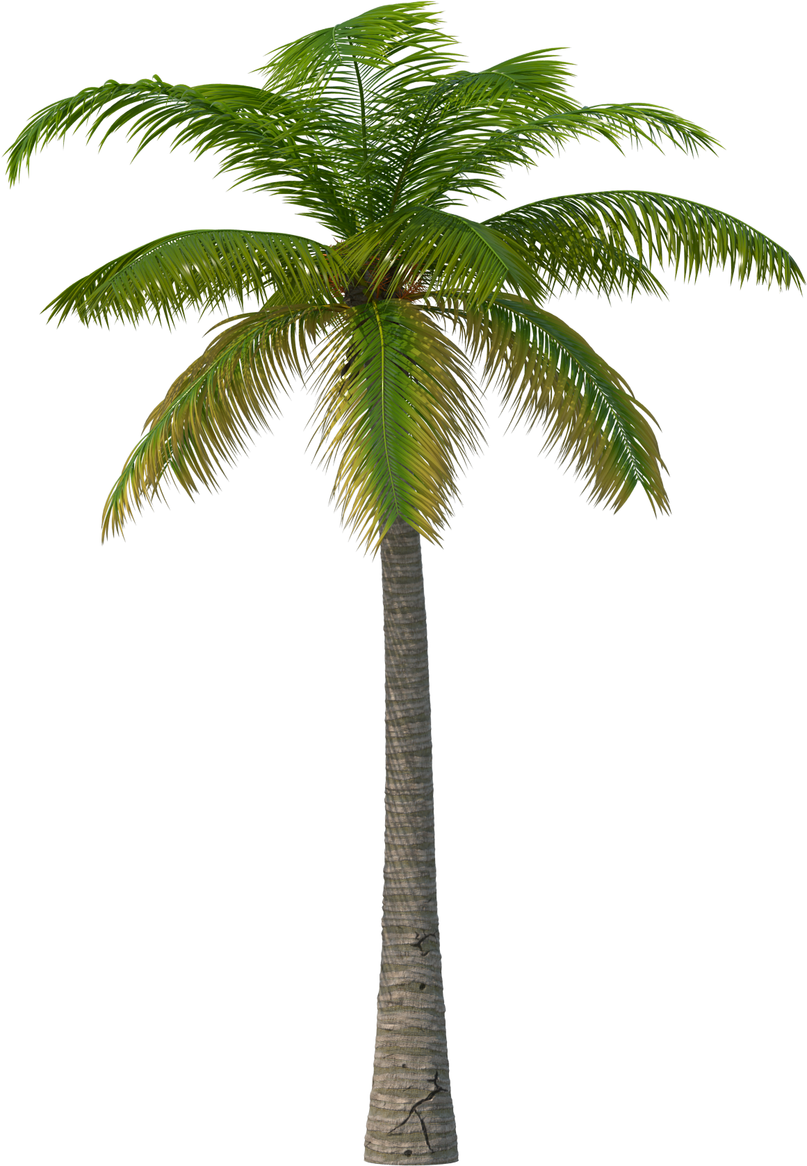 Palm Tree - Palm Tree Png Clipart (2048x2048), Png Download