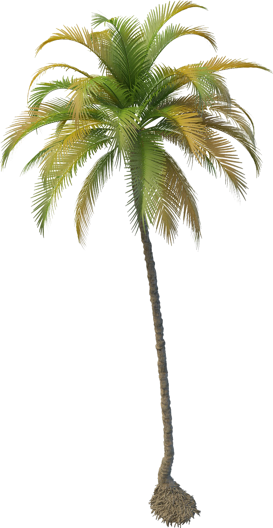 Coconut Tree Png File Clipart (2000x2000), Png Download