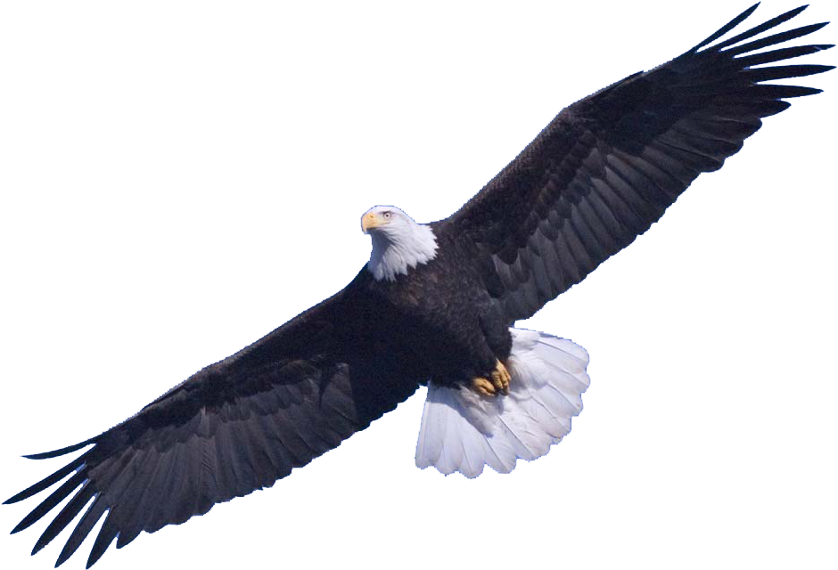 Bald Eagle Png Image - Bald Eagle Png Clipart (979x682), Png Download