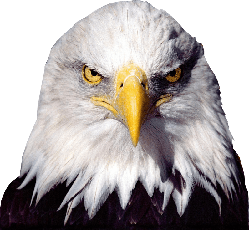 Bald Eagle Transparent Background Clipart (796x735), Png Download