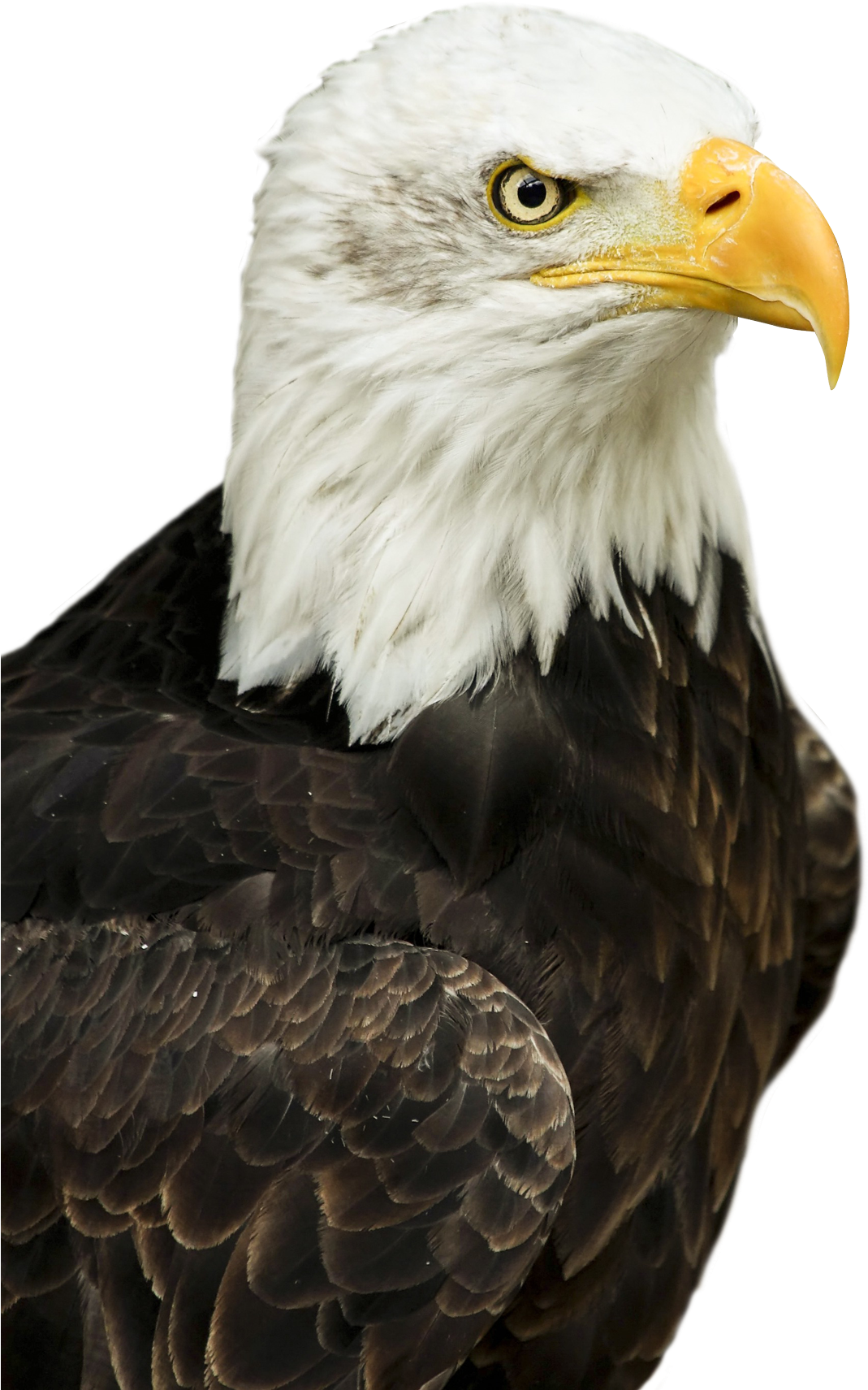 Download Eagle Png Transparent Image - Eagle Png Clipart (500x710), Png Download