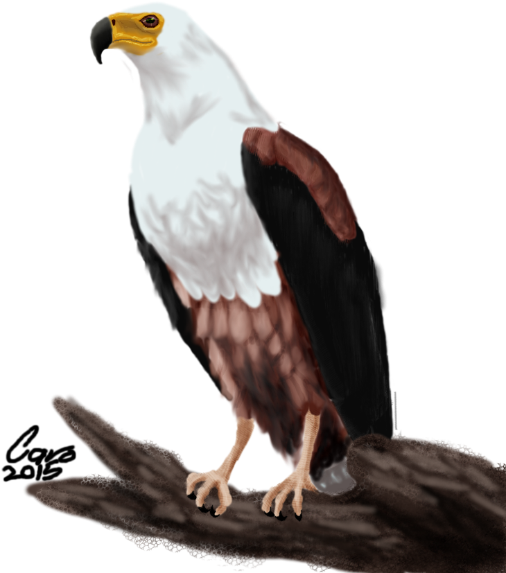 Bald Eagle Clipart Fish Eagle - African Fish Eagle Drawing - Png Download (768x1024), Png Download