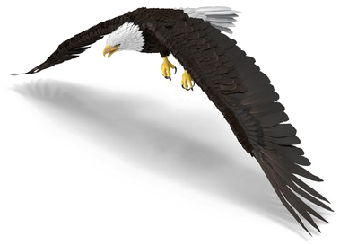 Bald Eagle Png Photo - Hawk Clipart (600x600), Png Download
