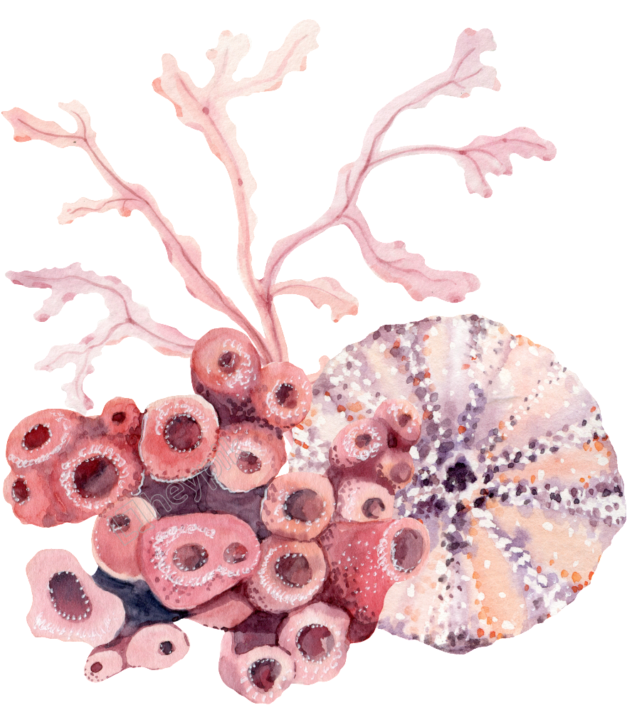Coral Png Clipart (1024x1156), Png Download