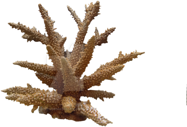 Coral Png Photo - Coral Png Clipart (1024x765), Png Download