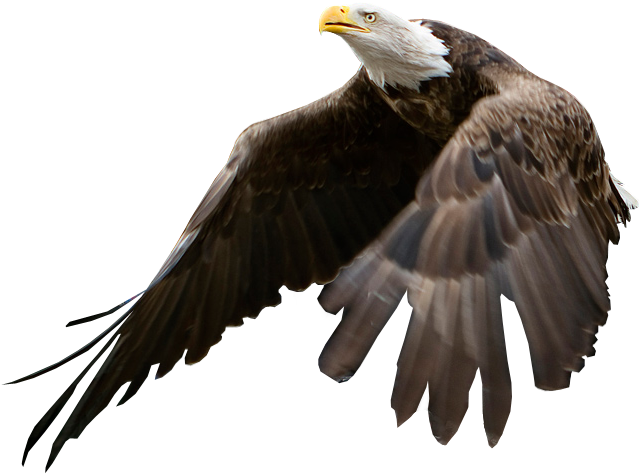 Eagle Being Released - American Eagle No Background Clipart (654x495), Png Download