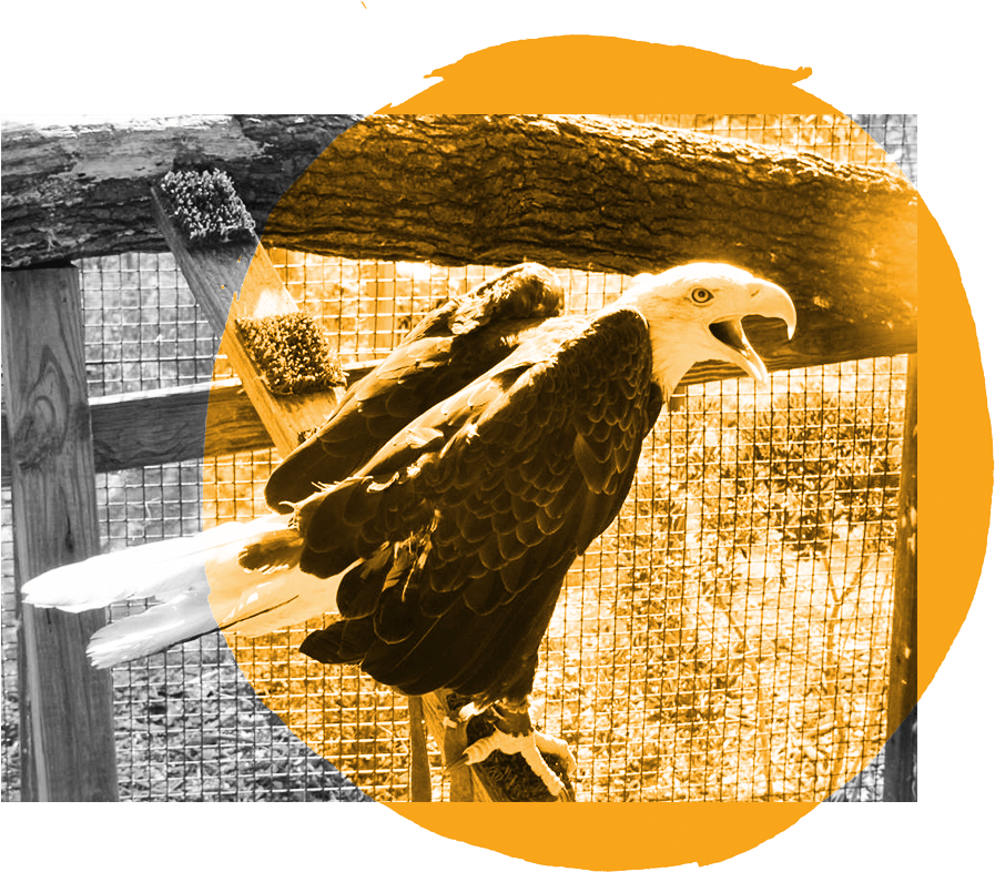 Eagle - Bald Eagle Clipart (1000x1000), Png Download