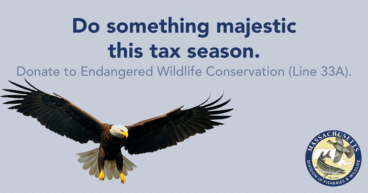 Support Rare And Endangered Species In Massachusetts - Love Failure Quotes Clipart (1200x630), Png Download