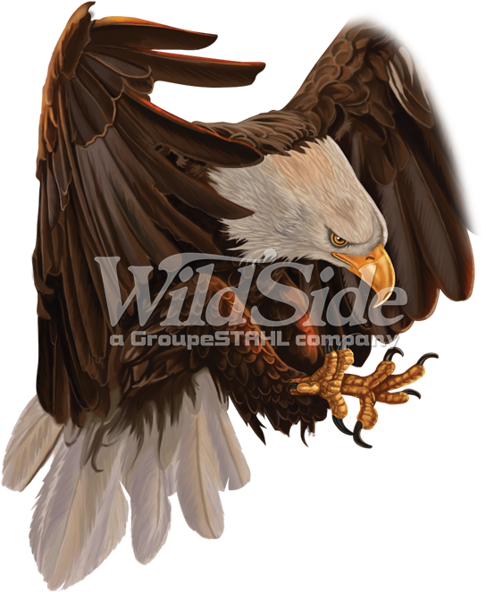 Attacking Eagle - Red-tailed Hawk Clipart (675x675), Png Download