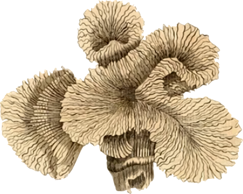 Medium Image Png - Coral Clipart (800x640), Png Download