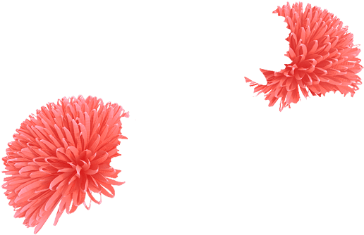 Coral - Chrysanths Clipart (700x700), Png Download