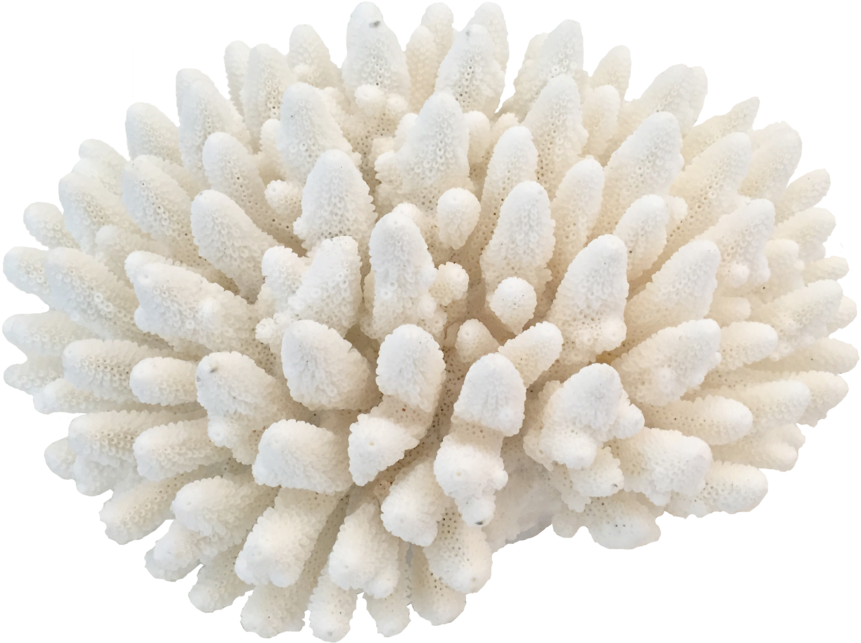 Coral Png , Png Download Clipart - Large Size Png Image - PikPng