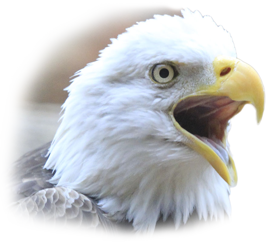 Archer - Parrot Clipart (875x800), Png Download