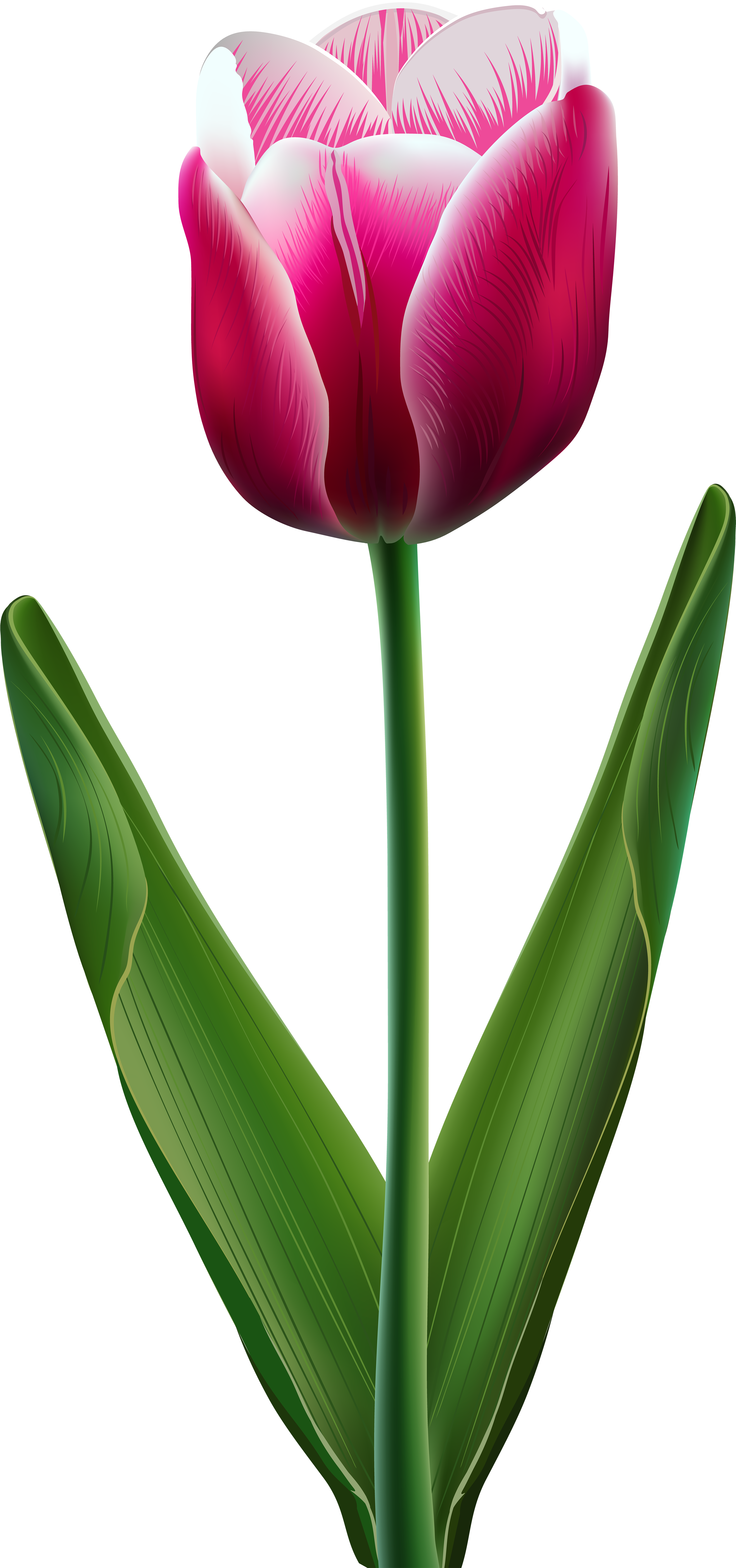 Beautiful Tulip Transparent Png Clip Art Image - Cliparts Of Tulip Flowers (3812x8000), Png Download