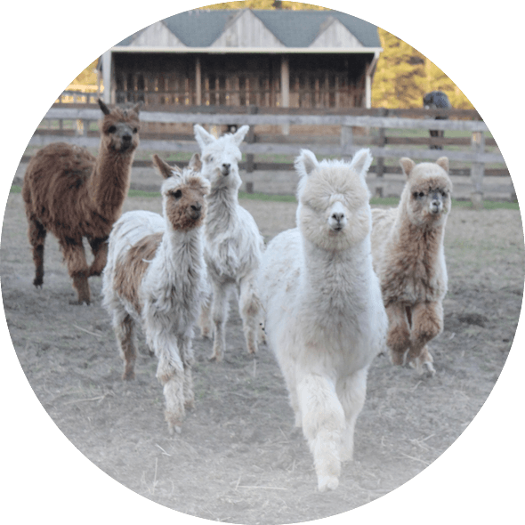 Llama Clipart (590x590), Png Download