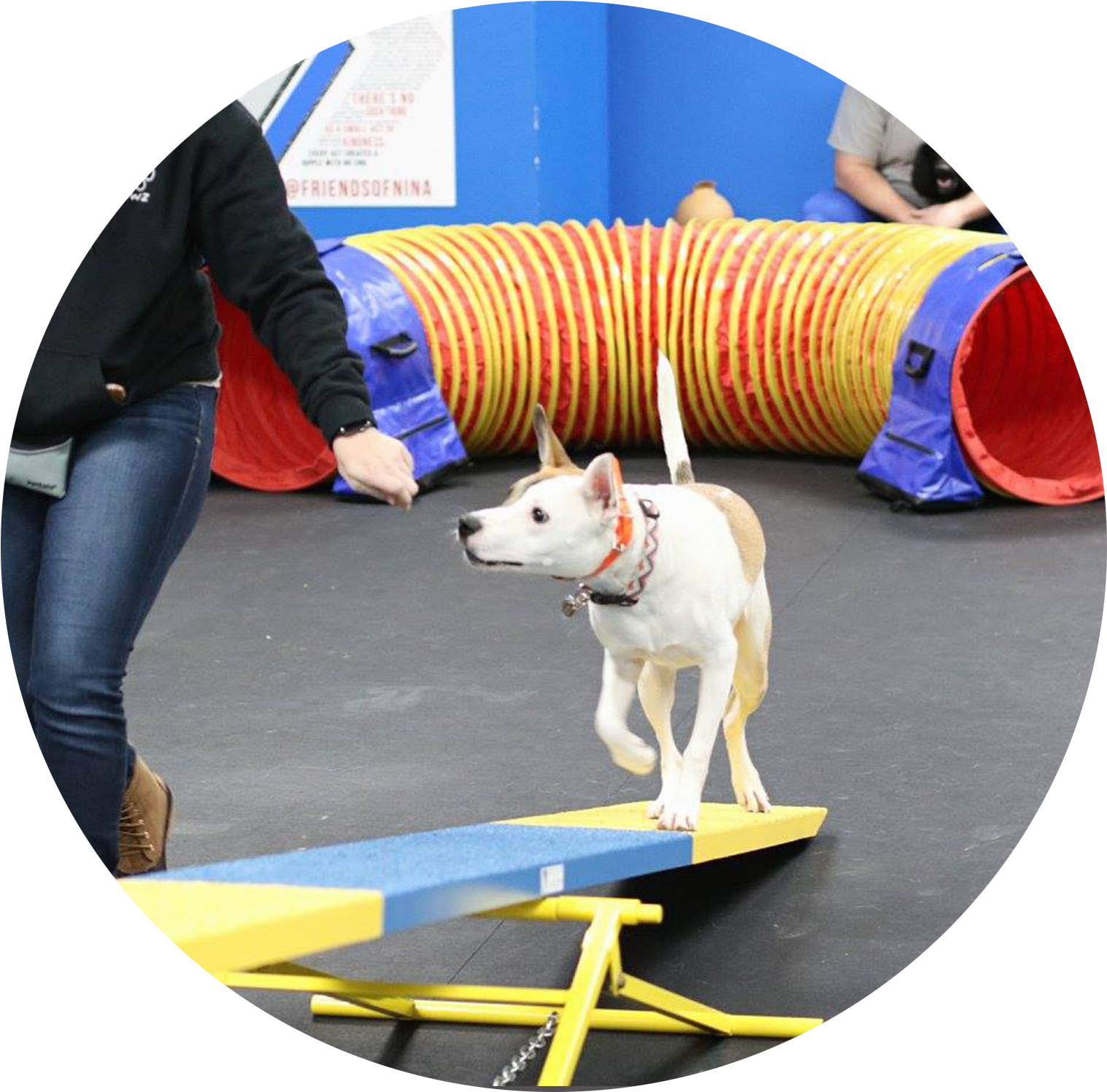 Agility Classes - Dog Agility Clipart (1800x1800), Png Download