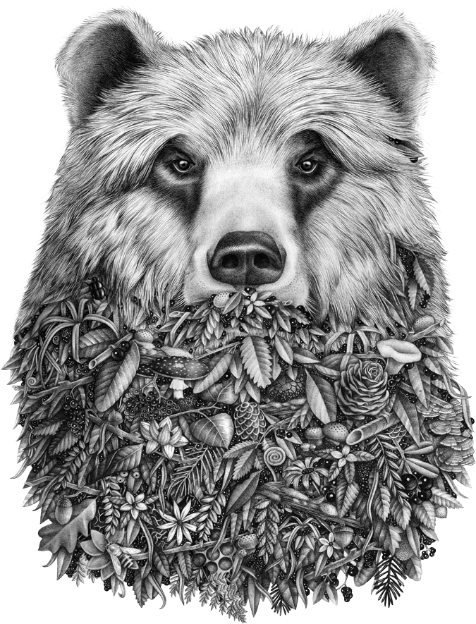 Grizzly Drawing Ink Clipart (729x966), Png Download