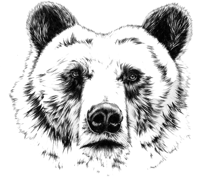 Grizzly Drawing Ink - Realistic Bear Head Drawing Clipart (736x664), Png Download