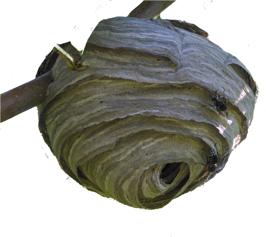 Nest1 - Bald Faced Hornet Nest Clipart (1024x768), Png Download